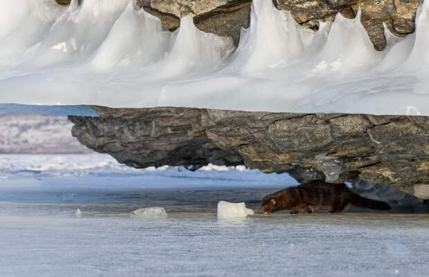 Неожиданные встречи на льду Байкала