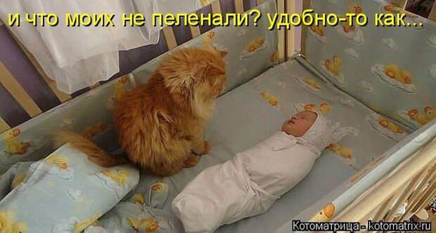 Лучшие котоматрицы недели