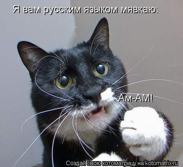 Котоматрица: Я вам русским языком мявкаю: Ам-АМ!