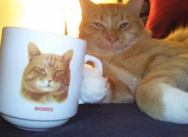 11. Фанат Морриса. 11. Фанат Морриса. животные, коты, позитив, фото