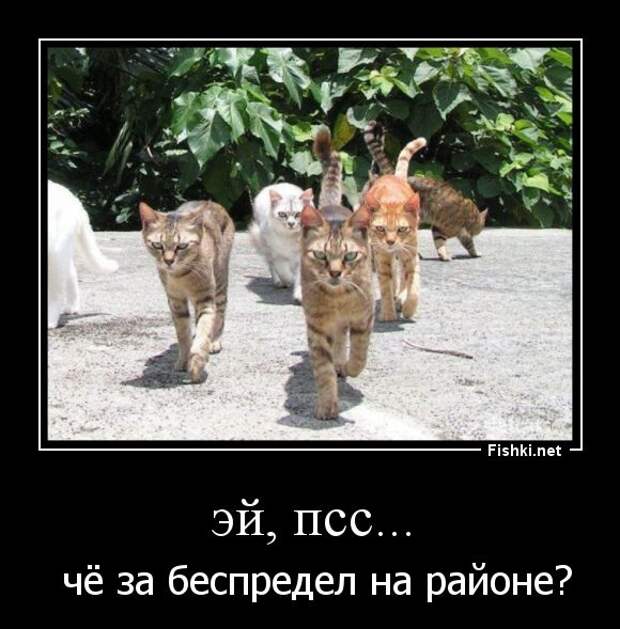 Картинки Банда Прикольные