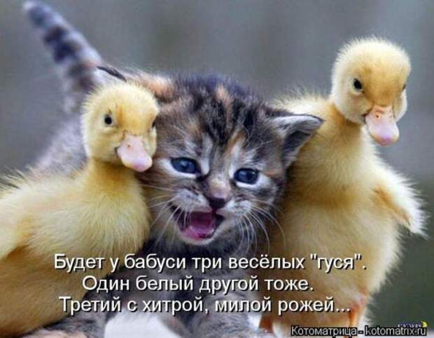 Котоматрицы (картинки с надписями)
