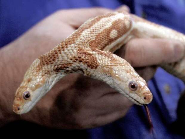 Раздвоение личности: в Штатах найдена змея с двумя конкурирующими головами