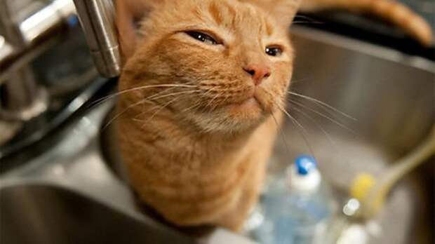 Подозрительные коты, которые всех выведут на чистую воду   коты, подозрительный