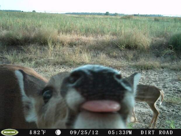 животные снятые на фотоловушку