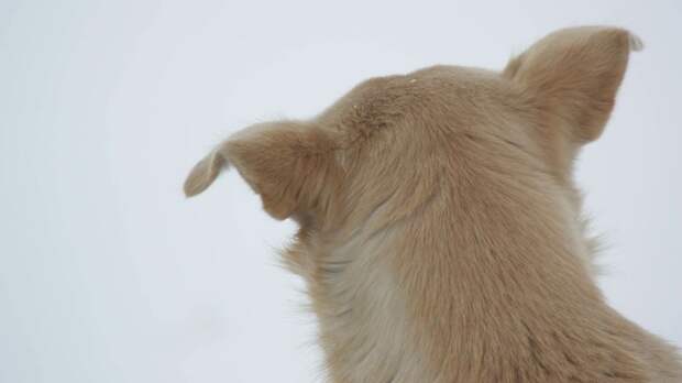 Женщине ампутировали все конечности, после того как ее лизнула собака