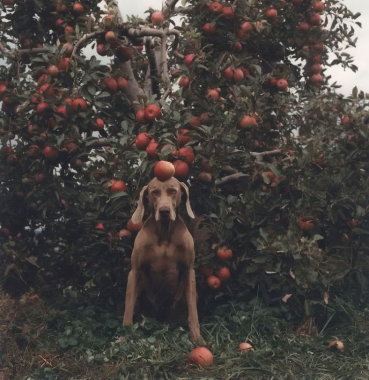 William Wegman - Man Ray