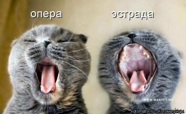 котоматрицы (50 фото) котоматрицы (50 фото)