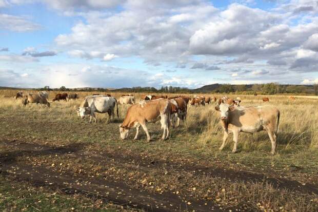 Как американец открыл русскую деревню: простые вещи, которые его удивили