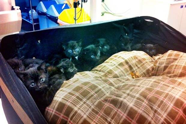 Kittens