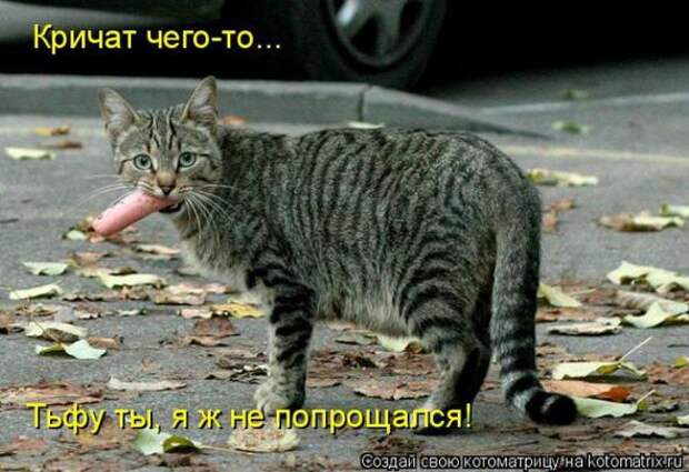 Котоматрицы (картинки с надписями)