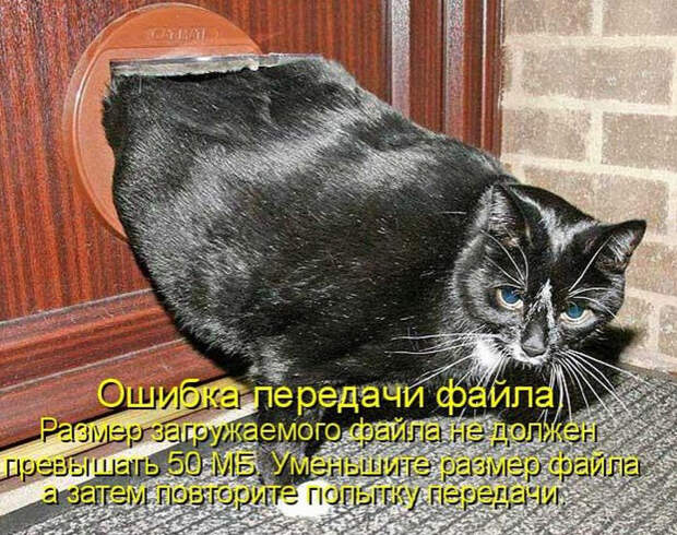 Смешные животные из КотоМатрицы (49 шт.)