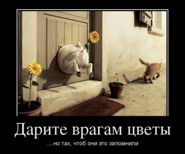 Демотиваторы прикольчики (25 шт)