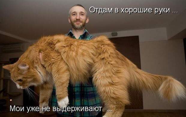 Смешные фото приколы с котами