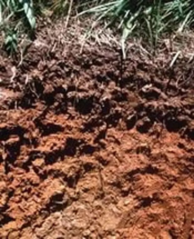 Каштановая где находится. Почвенный профиль супесь. Супесчаные почвы Горизонт почвы. Почвы Крыма( каштановые ,Южные чернозёмы, бурые). Гумусовый слой каштановых почв.