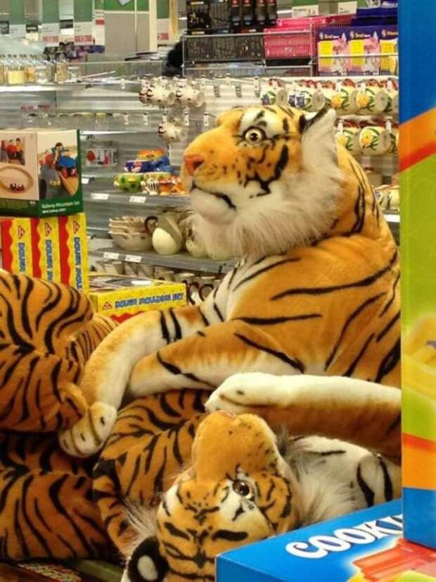 Вещи, у которых такой вид, как будто они попали в неловкую ситуацию