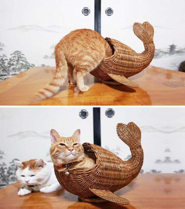 кошки в корзинах