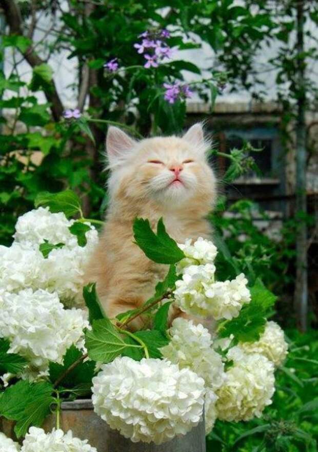 Смешное зверьё