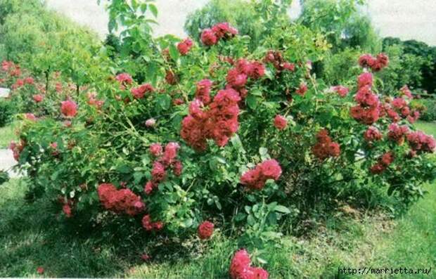 Сажаем розы (15) (559x358, 178Kb)