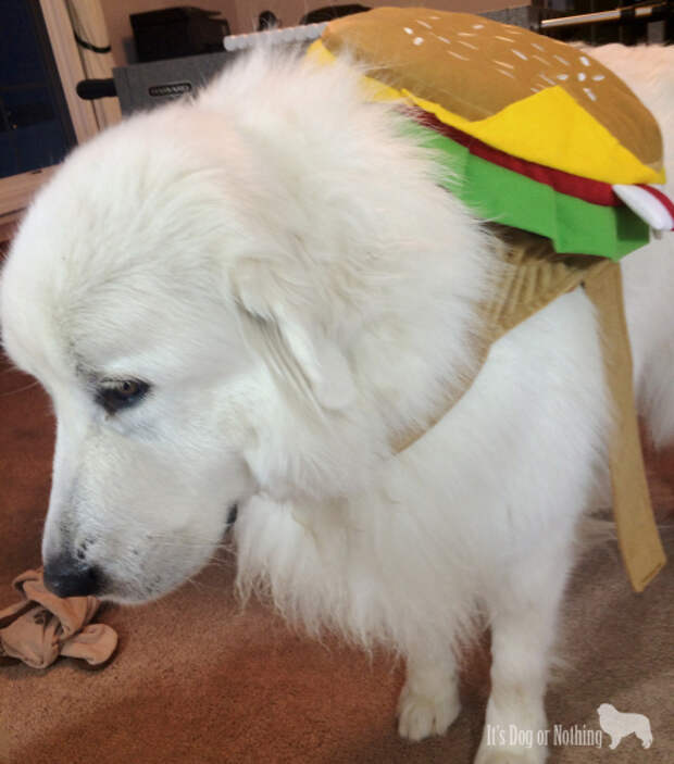 We're celebrating Halloween Great Pyrenees style with toys, treats, and costumes from PetSmart!