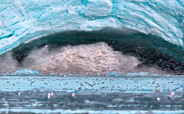 Апофеоз. Часть внутренней арки ледника только что обвалилась, чайки точно взбесились.