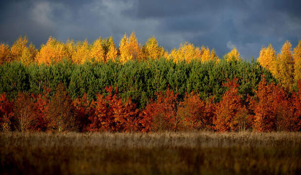 lithuanian-flag-autumn-leaves-forest-saulius-stankevicius__880