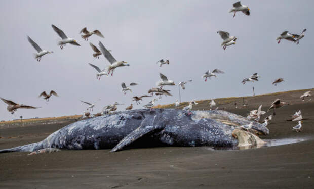 Во время солнечных бурь киты гибнут чаще