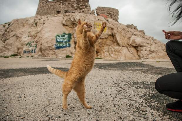 рыжие коты и кошки фото (10)