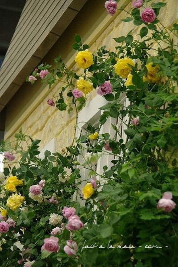 4497432_rosesingardeninspiration53 (400x600, 104Kb)