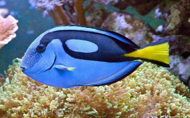 10 ядовитых рыб, которых лучше обходить за версту и в море, и на тарелке