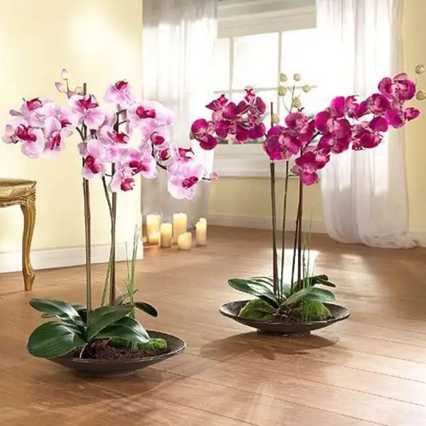Как разместить красиво цветы в интерьерах квартир