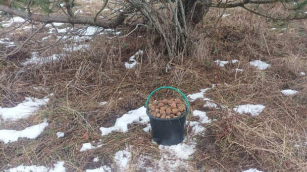 В Крыму началась заготовка семян хвойных лесных пород