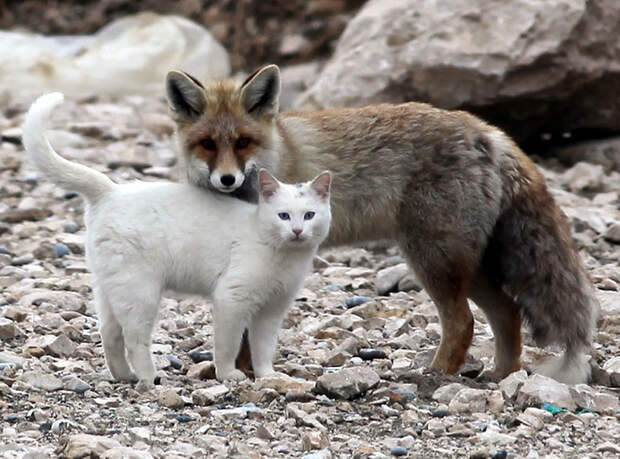 Кот и лиса