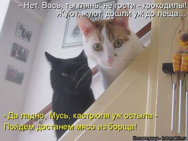 Лучшие котоматрицы недели