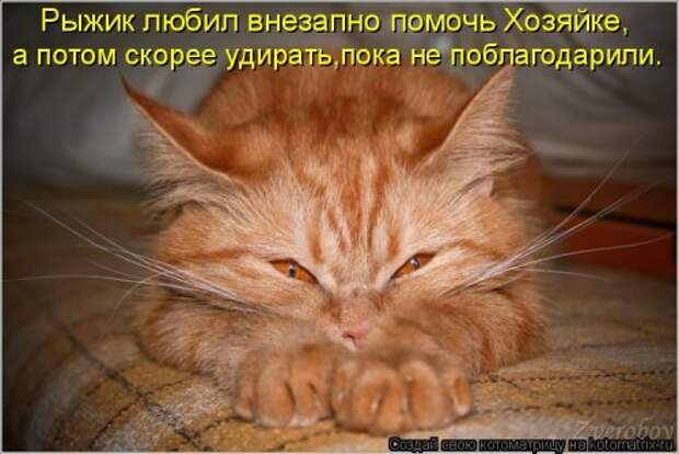 Новая котоматрица на Бугаге (39 фото)