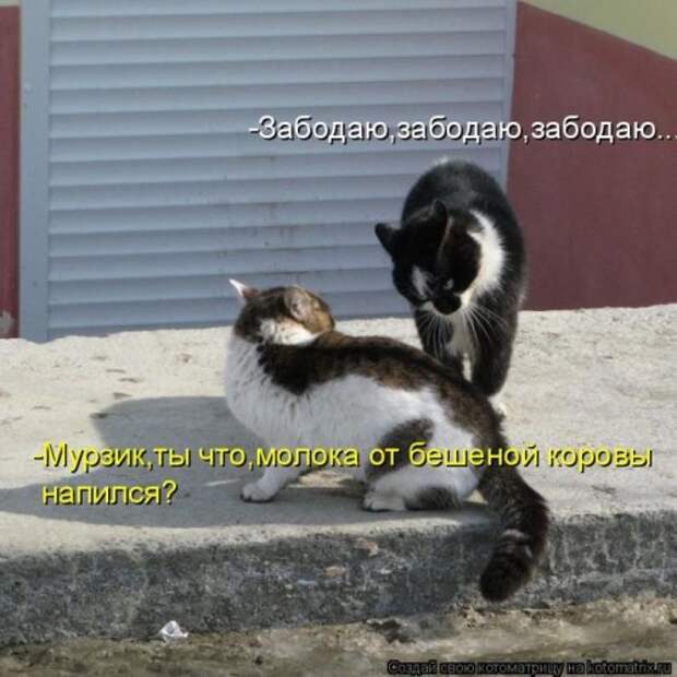 Веселая котоматрица