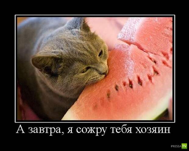 Демотиваторы на сентябрь 6, (30 фото) Демотиваторы на сентябрь 6, (30 фото)
