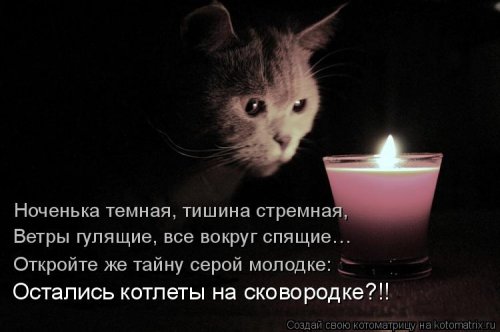 Отличная котоматрица для поднятия настроения (40 фото)