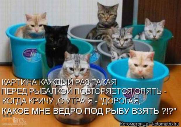 Котоматрица для хорошего настроения (35 фото)