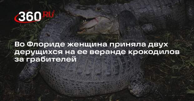 Во Флориде женщина приняла двух дерущихся на ее веранде крокодилов за грабителей