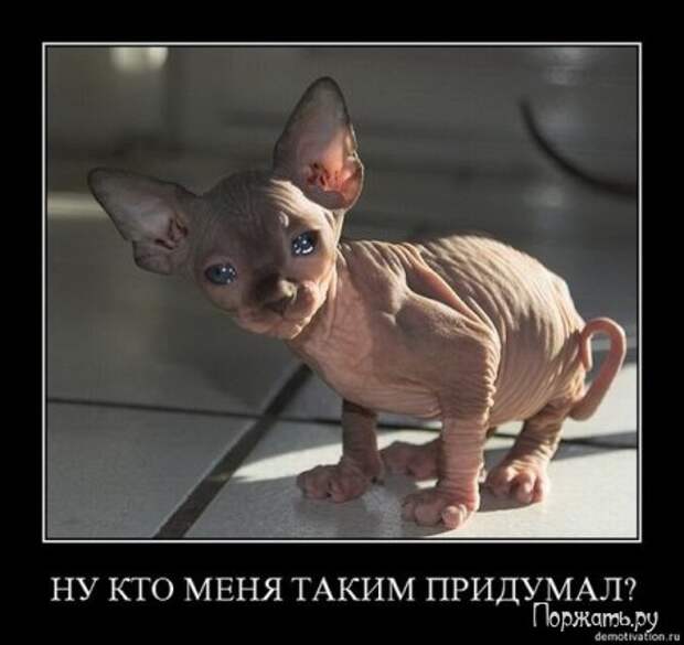 Демотиваторс!