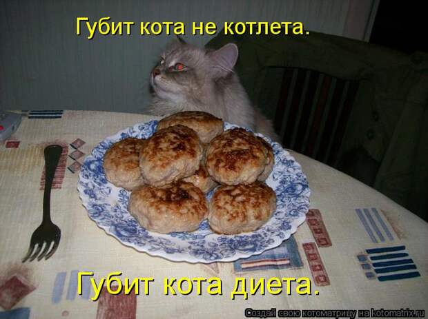 Котоматрица: Губит кота не котлета. Губит кота диета.