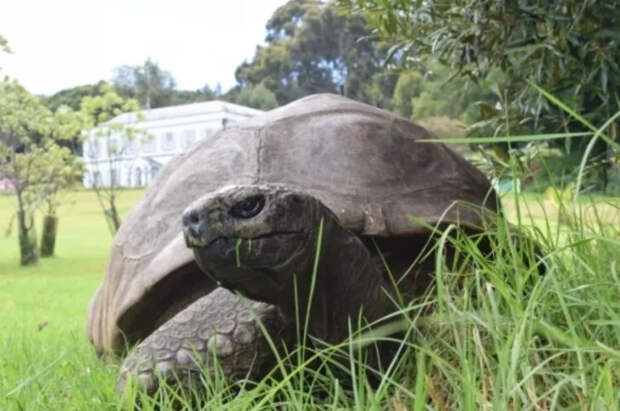 Появились подробности смерти самой старой в мире 194-летней черепахи