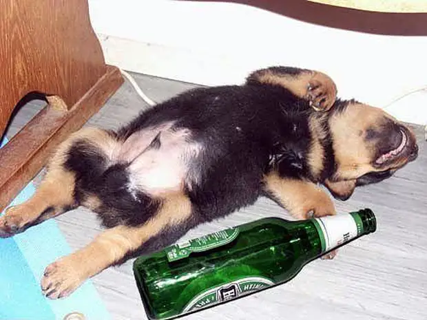 Съесть бутылочку. Бутылки для щенков. Собака бухает. Пьяные животные.