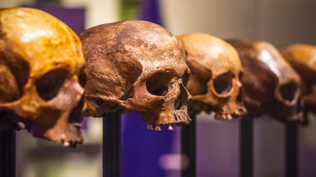 Лебедев заявил, что оплатил передачу Новой Гвинее черепов из коллекции Миклухо-Маклая