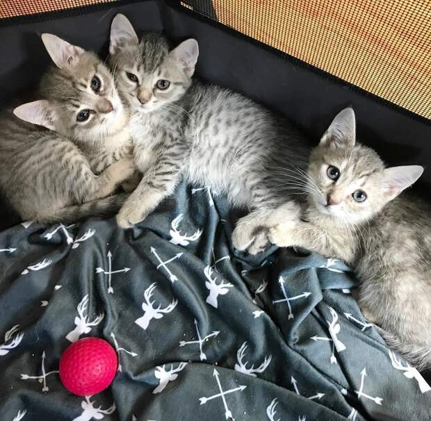 три котенка на кровати