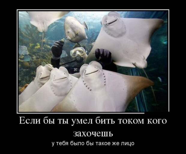 Демотиваторы (30 фото)