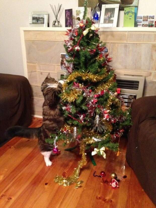 Когда в доме есть кот, с новогодней ёлкой может случиться всякое