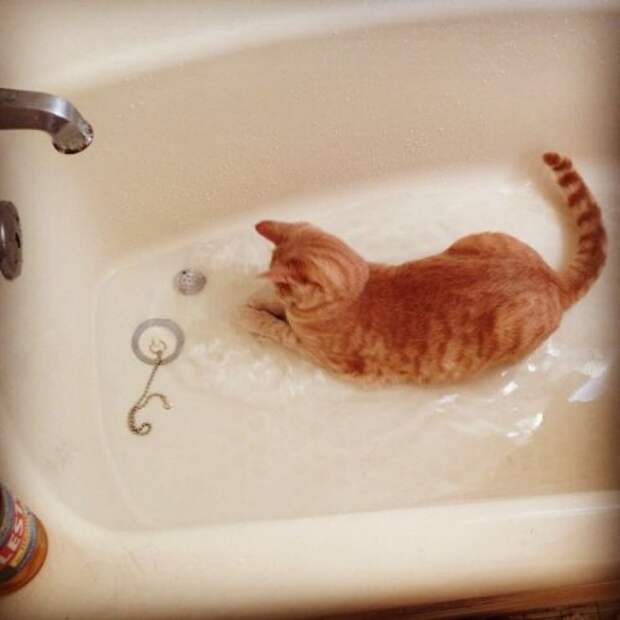 Неправильные коты  вода, кот