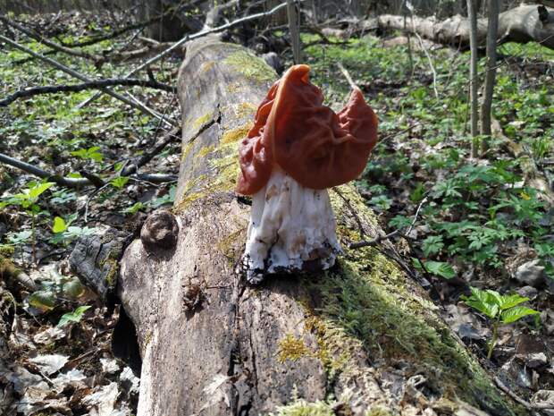 Сезон весенних грибов: где искать в Тульской области